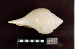 Foto (Seitenansicht) von Chank-Schnecke mit Ritzornamentik (NHMW-ZOO-MO-0081100-ETH-126)